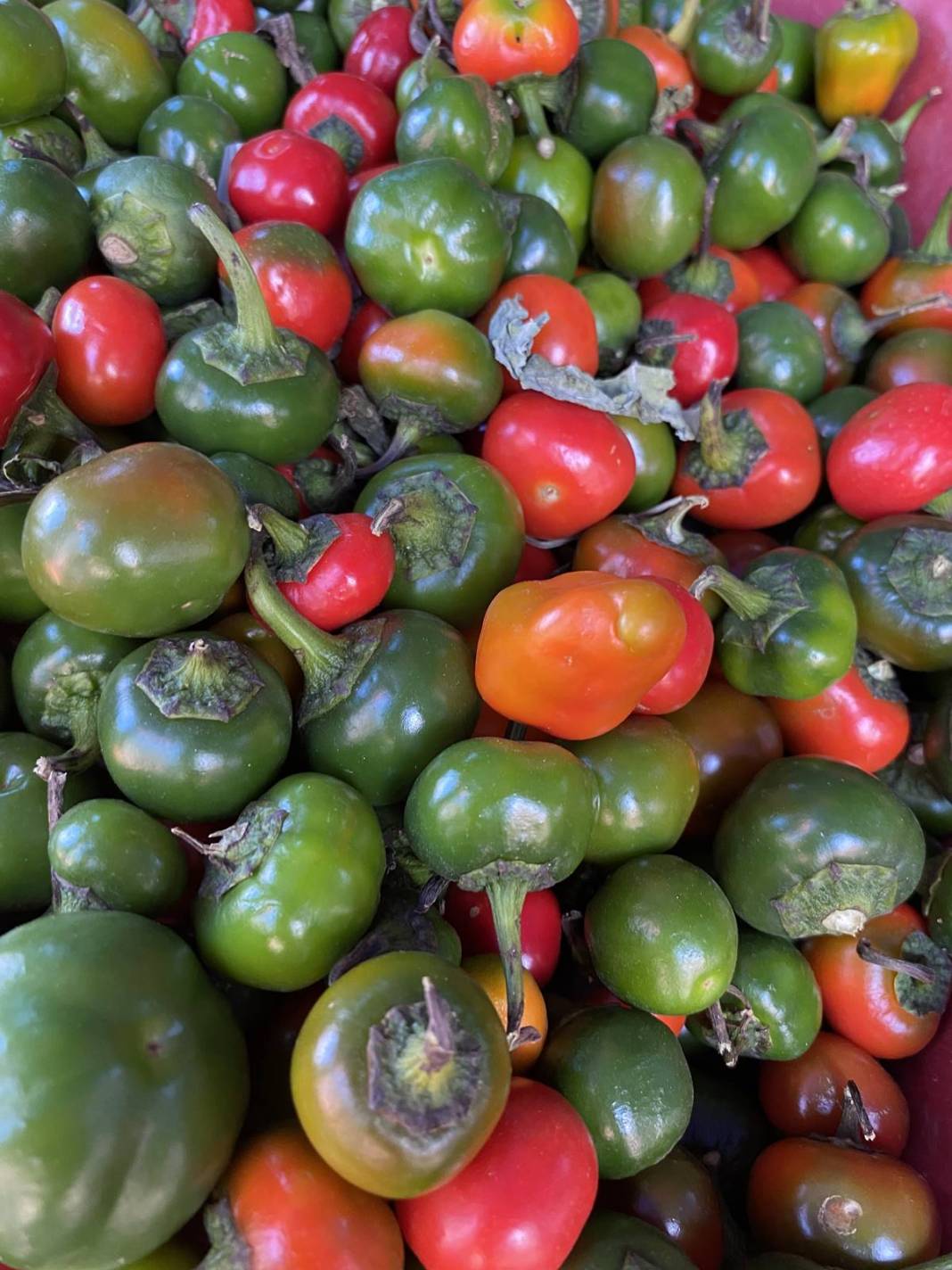 Daha çok turşu olarak tüketiliyor, öyle faydaları var ki öğrenen kilo kilo alıyor! Türkiye'de yetişiyor ama kimse bilmiyor 10